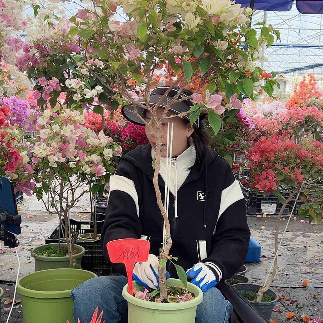 花***王大部分花苞少量开放M68广红樱