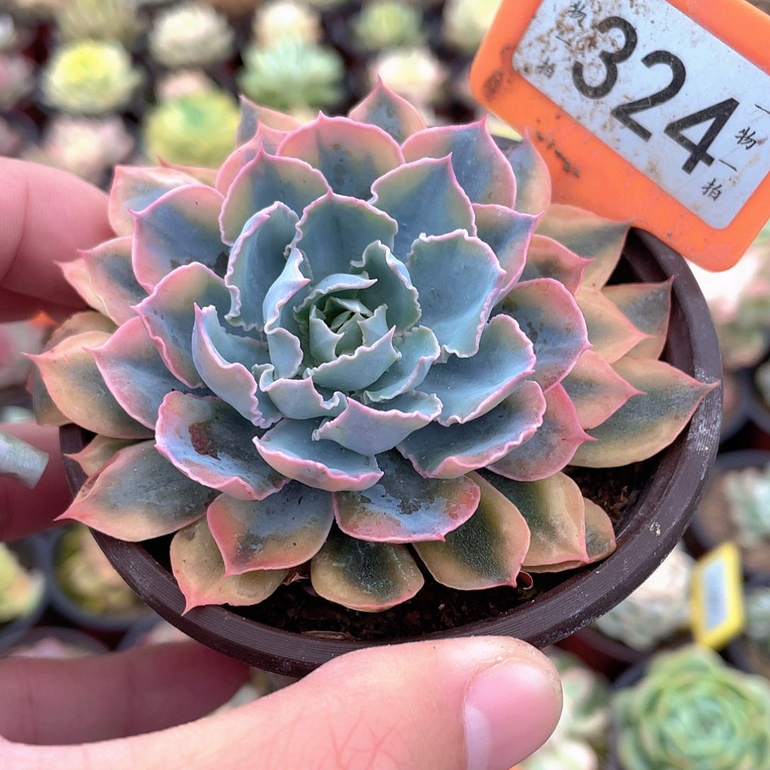 324号多肉蓝色苍鹭锦