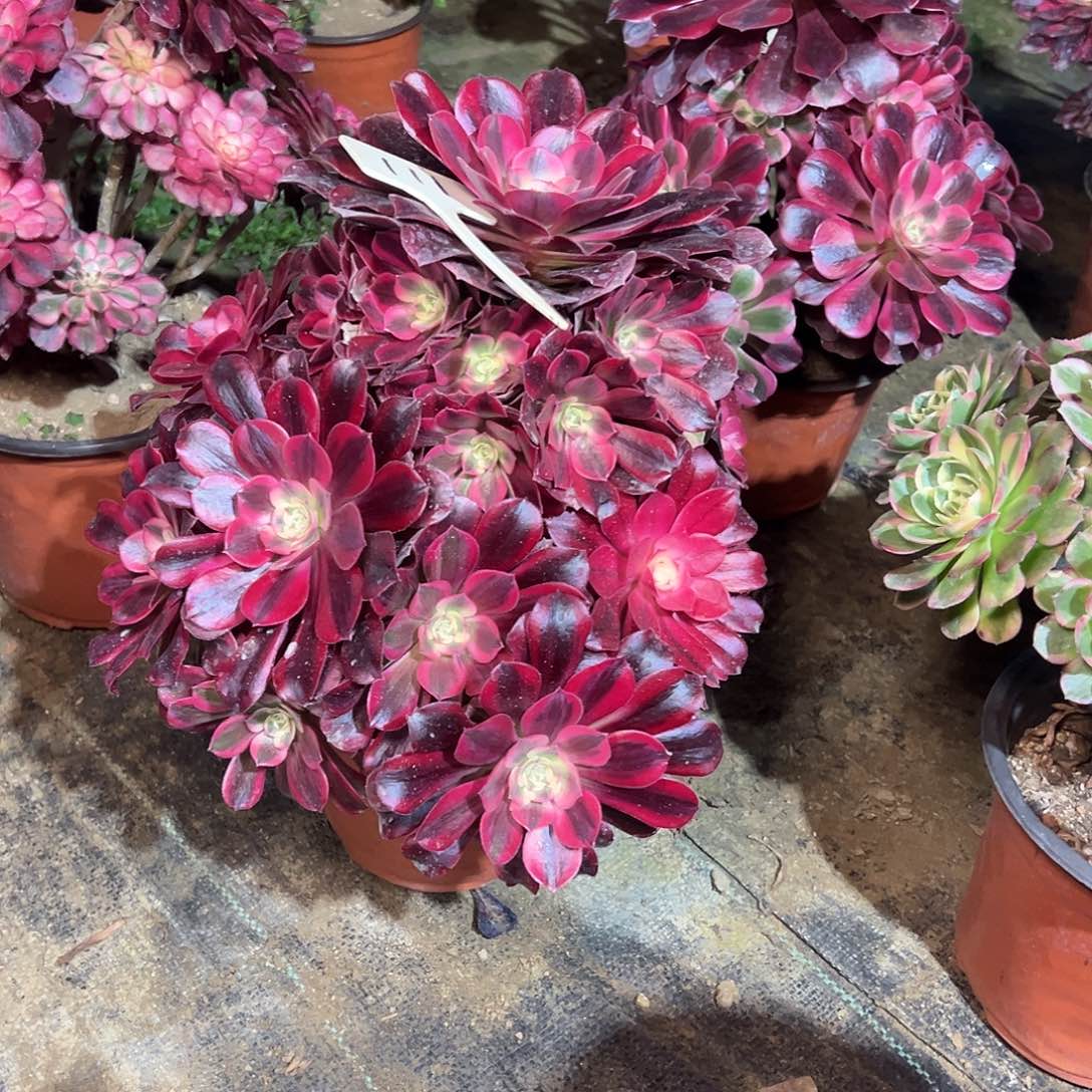 文****肥111多肉0000000000000000