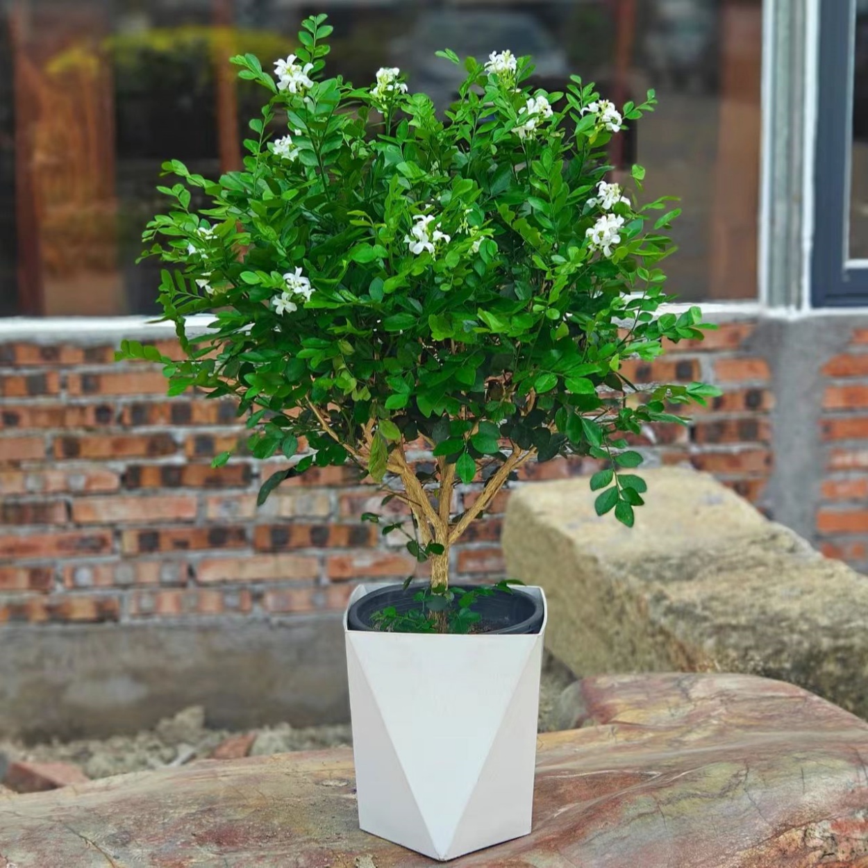 【50-60】大九里香盆栽绿植盆栽浓香型客厅阳台室内外驱蚊驱虫植物