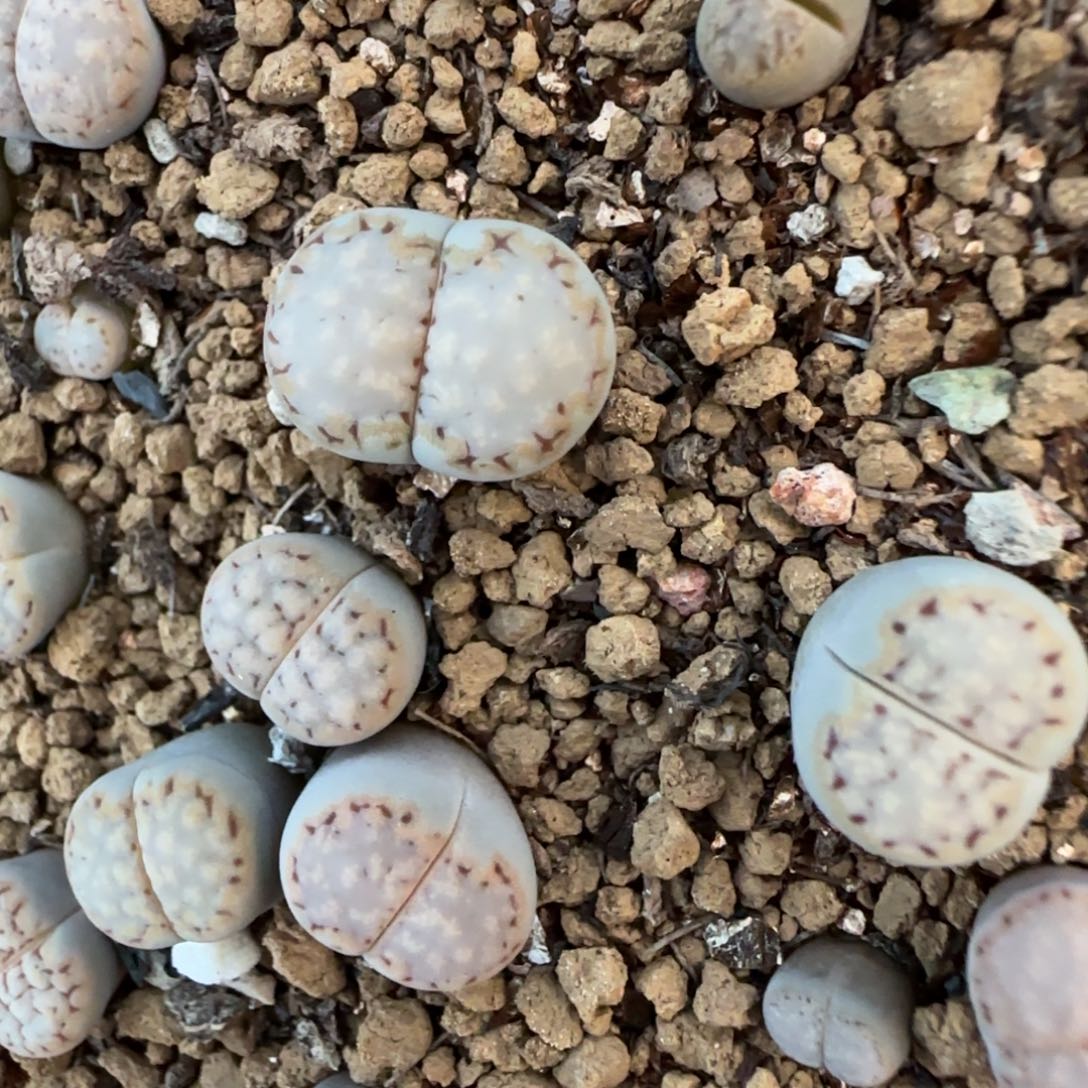 47饼干可挑大棚直播