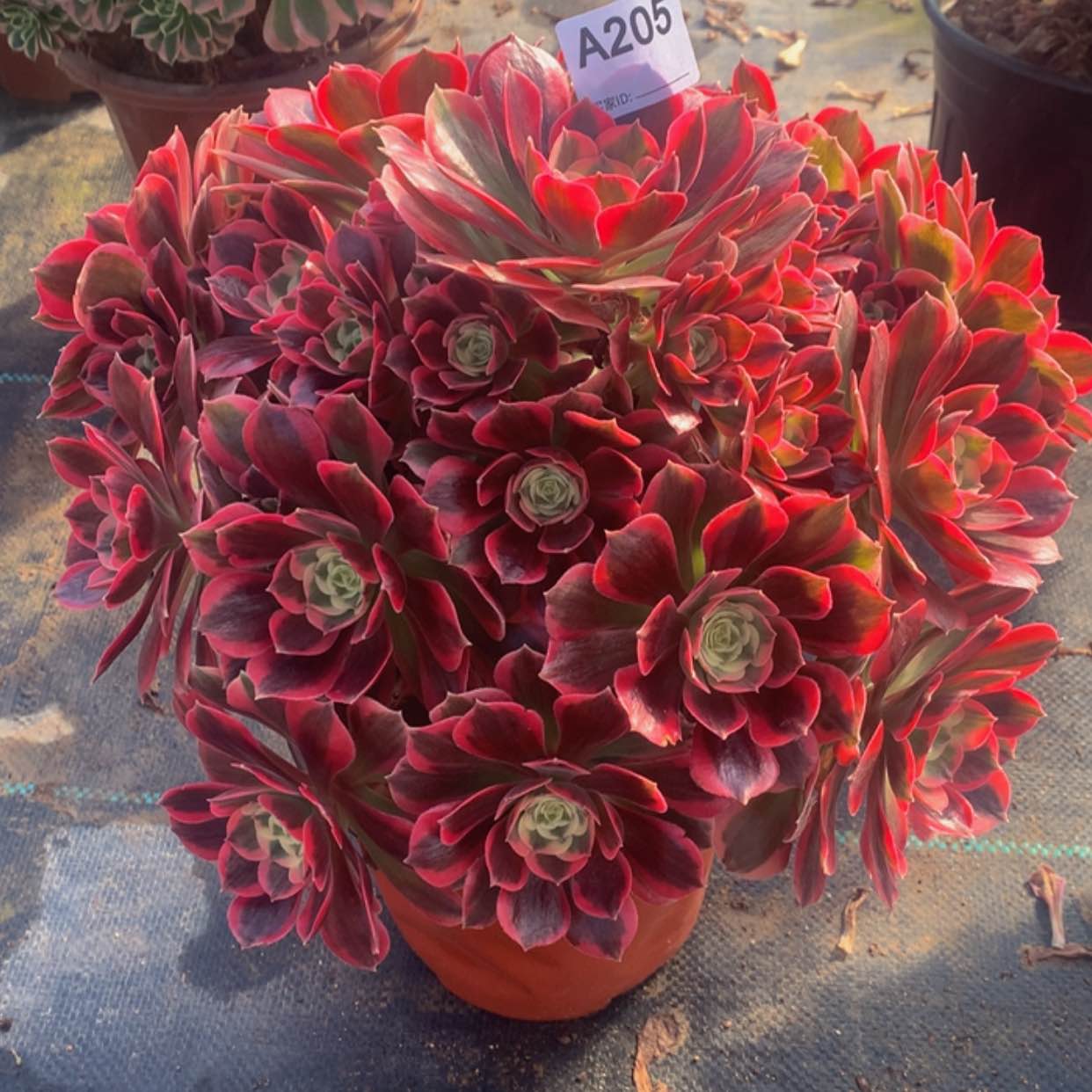 【闪购商品】205粉女郎