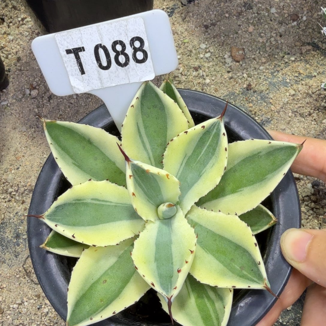 福利沙漠之砖脱土发