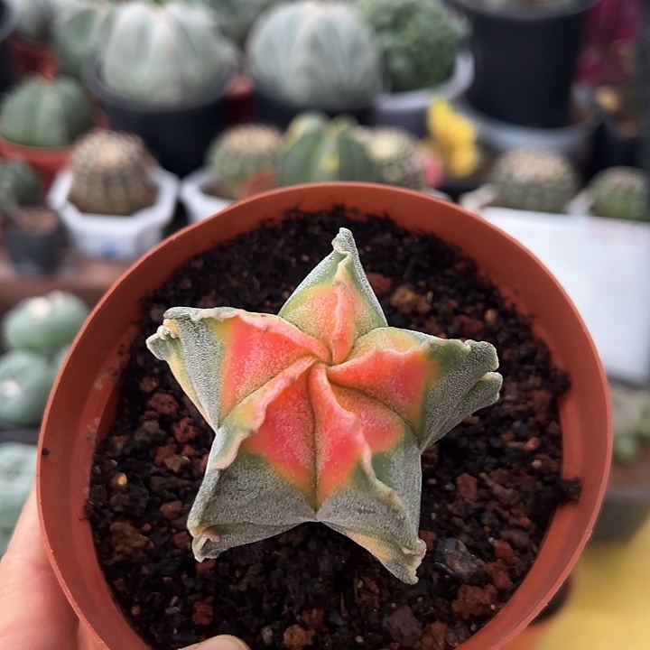 无花朵喉咙剧痛哦哦来咯哦哦