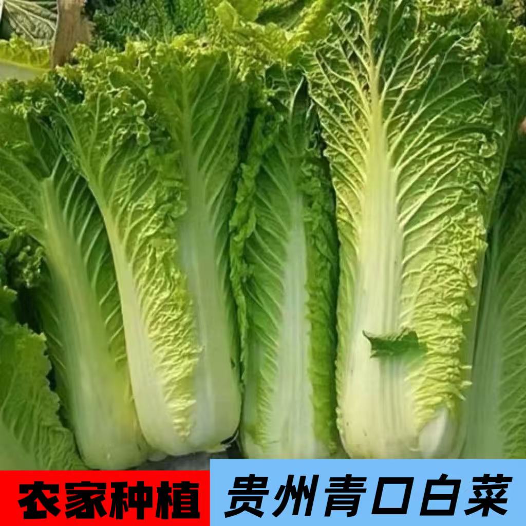 贵州农家自种青口白菜时令蔬菜