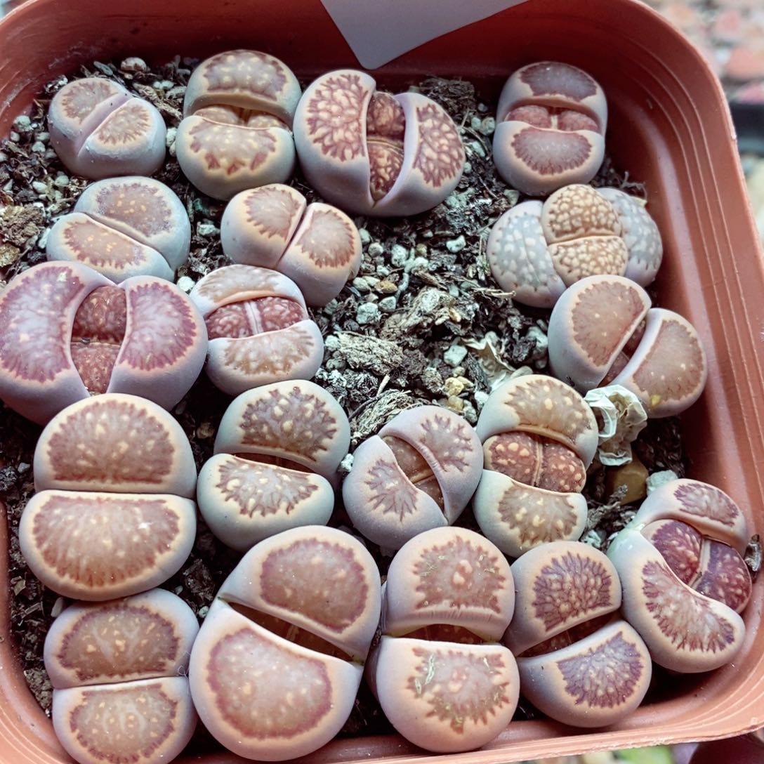 我是一只小小鸟地域鬼的442