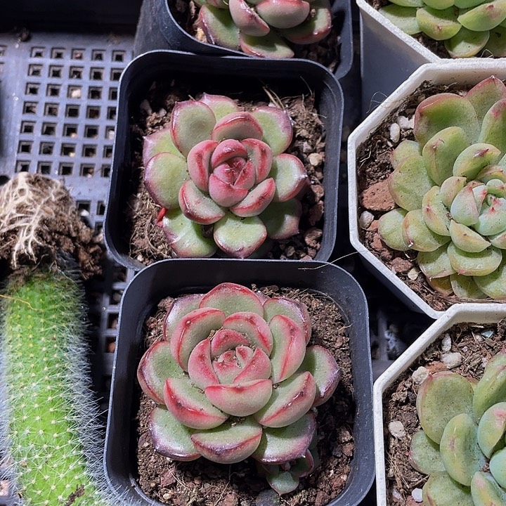 万宝龙带盆土发货
