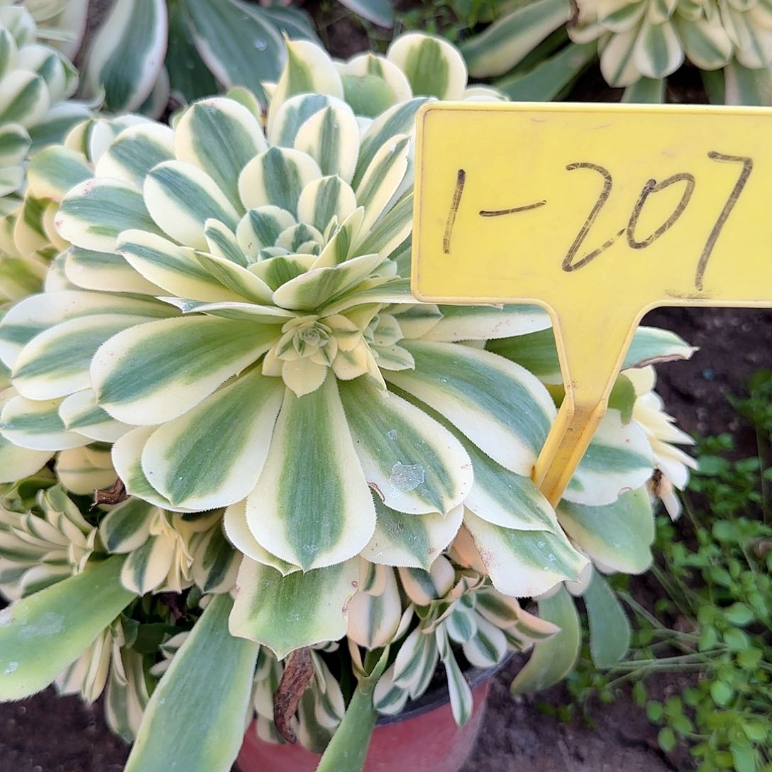 1+207---多头多肉植物