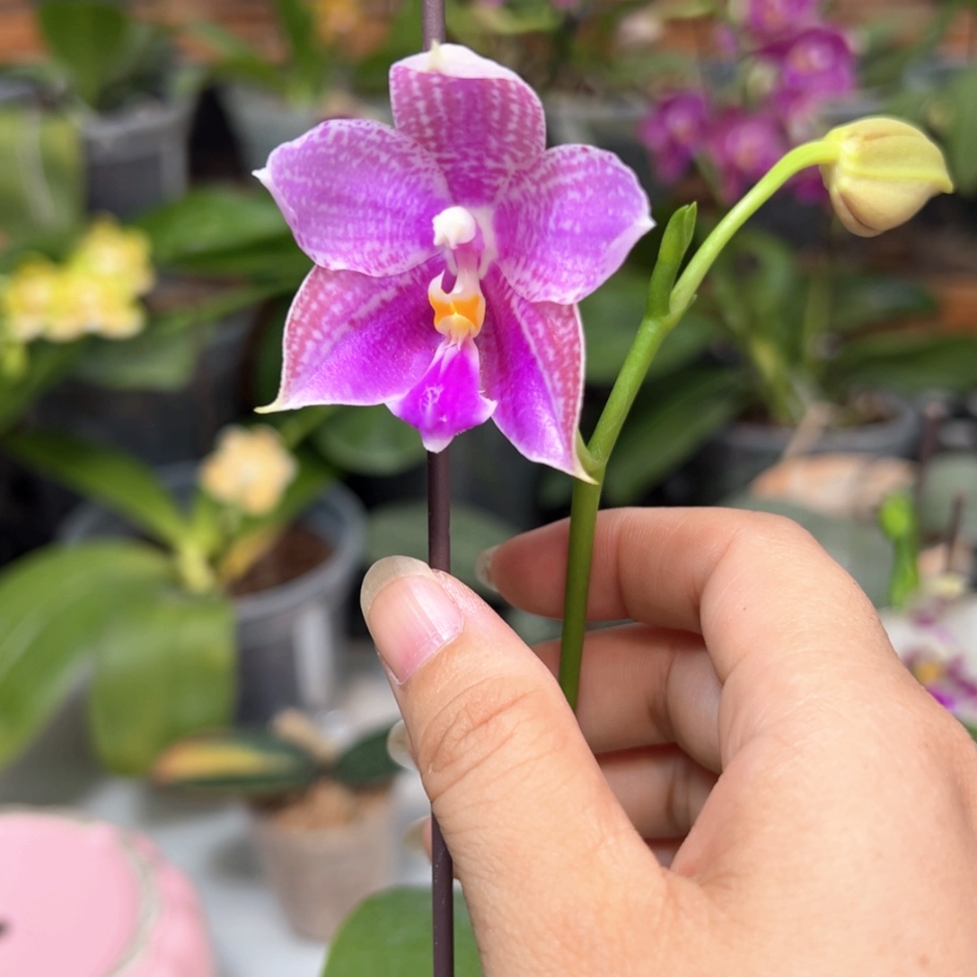 当前无花栽培后可以开花斑马824