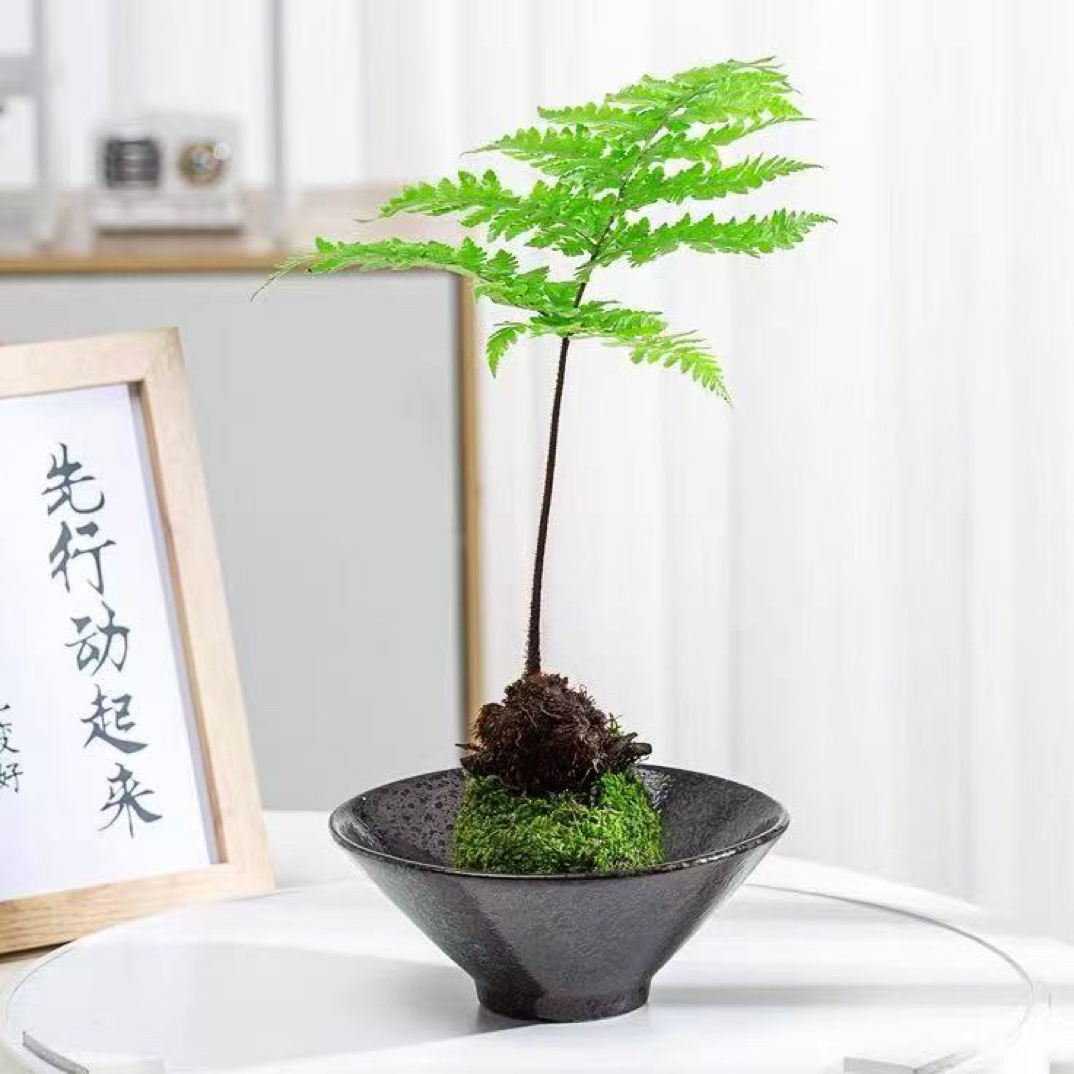 水培苔藓球陶瓷盆
