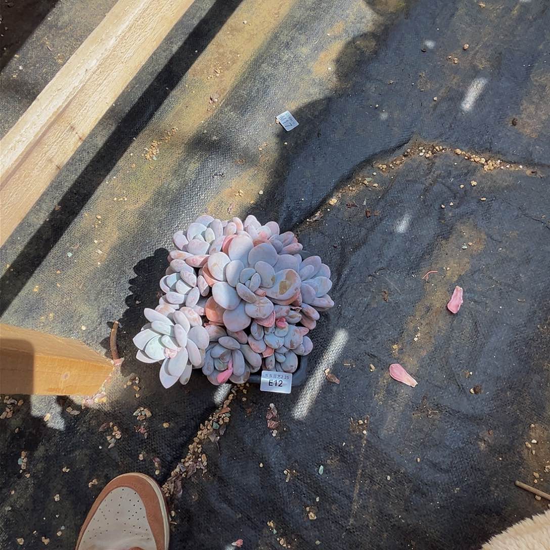 远**树e e e e e e e e e 12