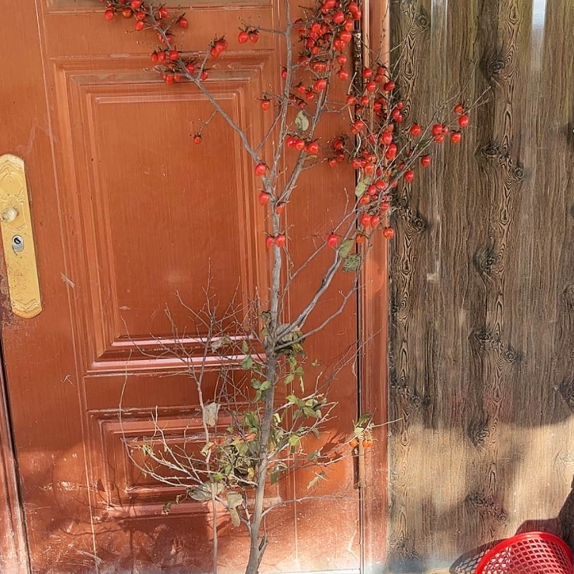 【闪购商品】无花朵