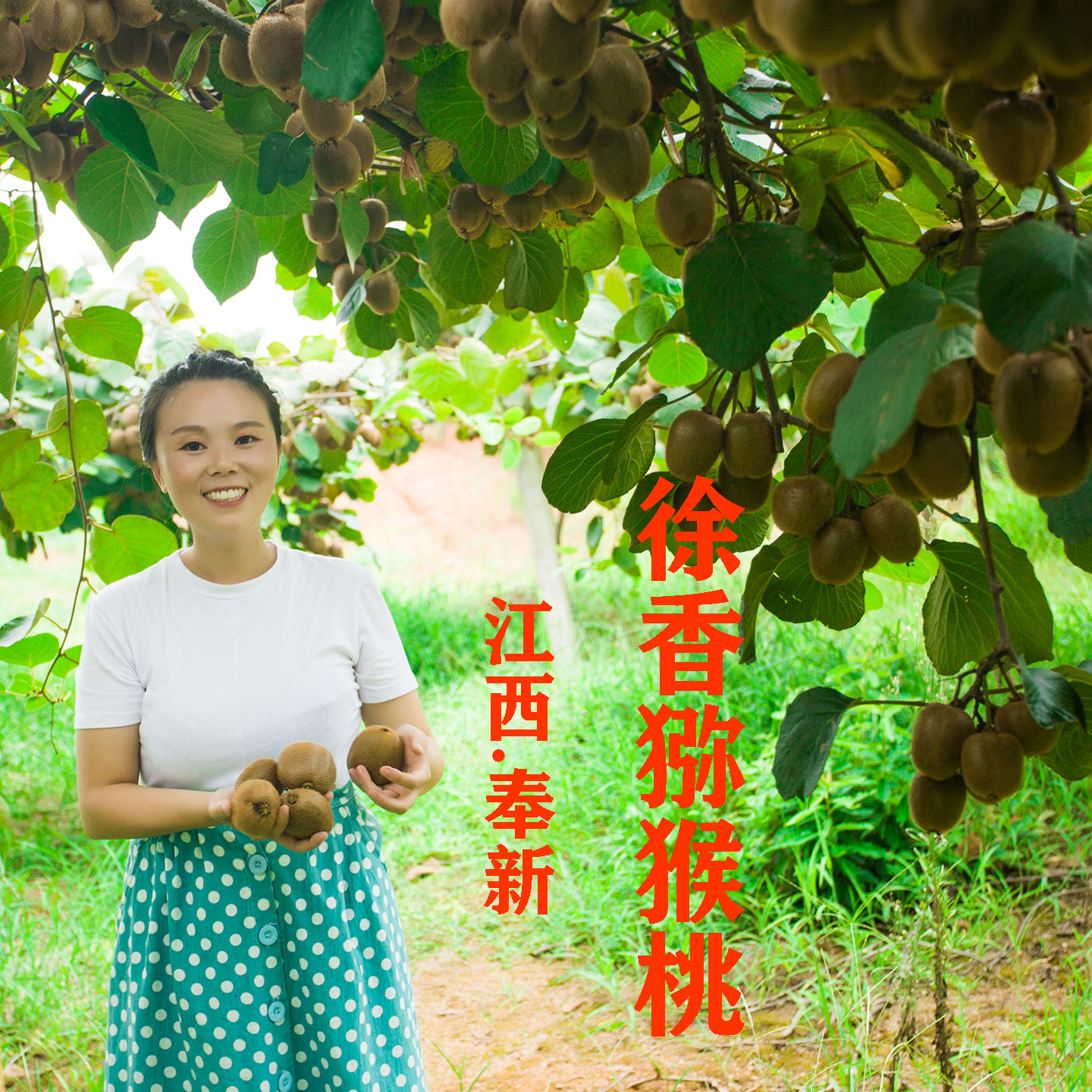 芳芳农家缘江西奉新绿心猕猴桃翠香特大果当季新鲜孕妇水果奇异果