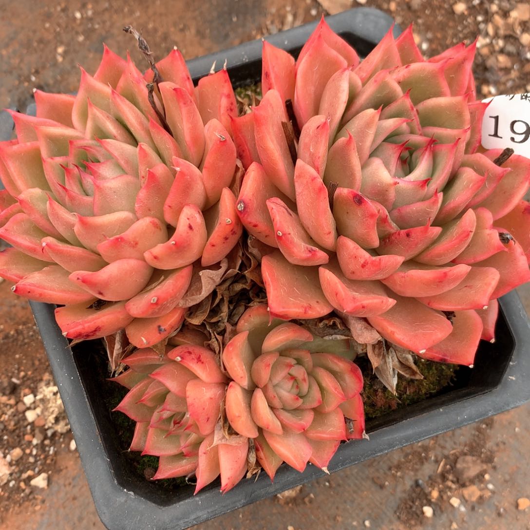 1937杂交多肉植物