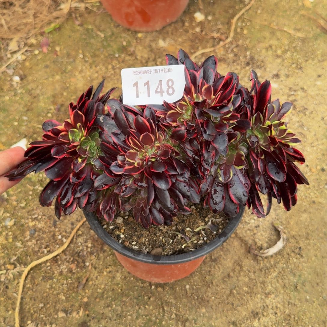 1148欧嘉莉。多肉植物