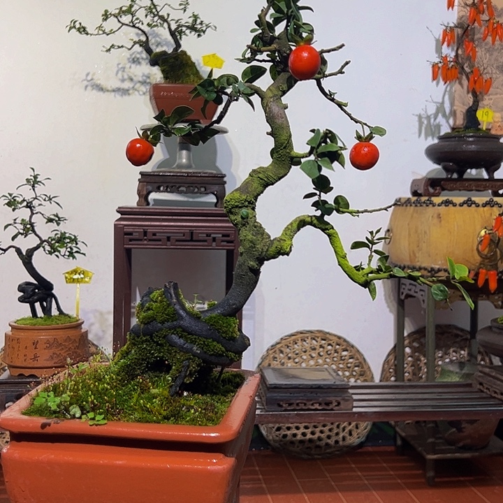 完全开放金弹盆景一物一拍