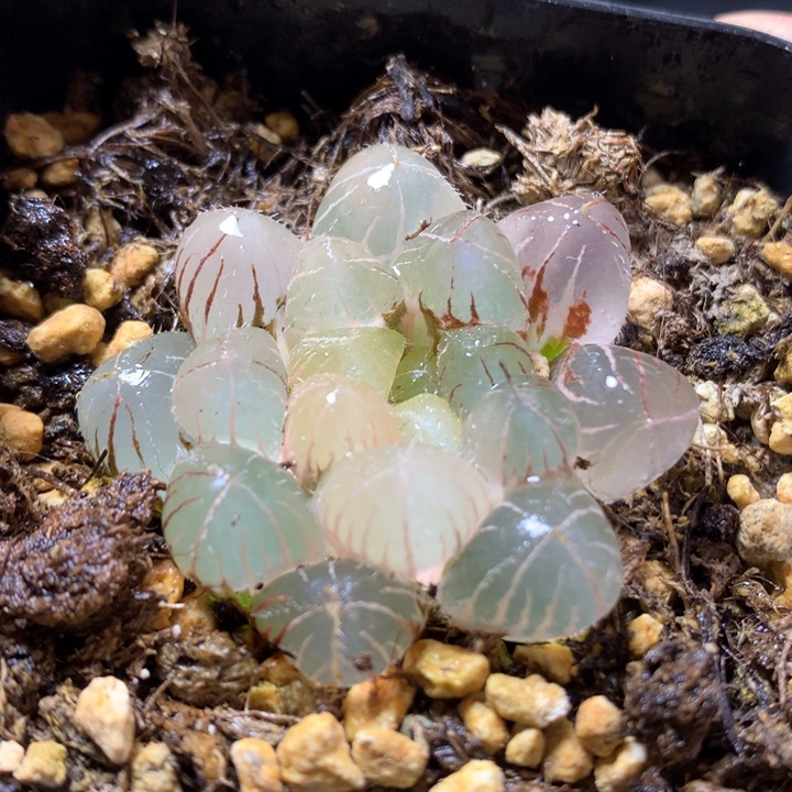 巨大赤线玉露锦带盆土发货