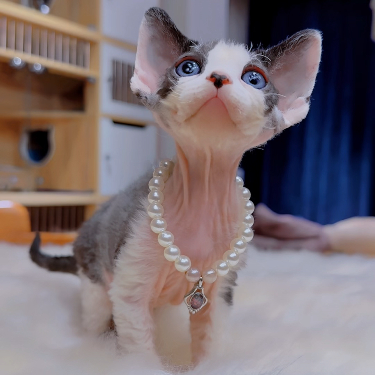 一休德文卷毛猫|清笼4个月黑白开米奇弟