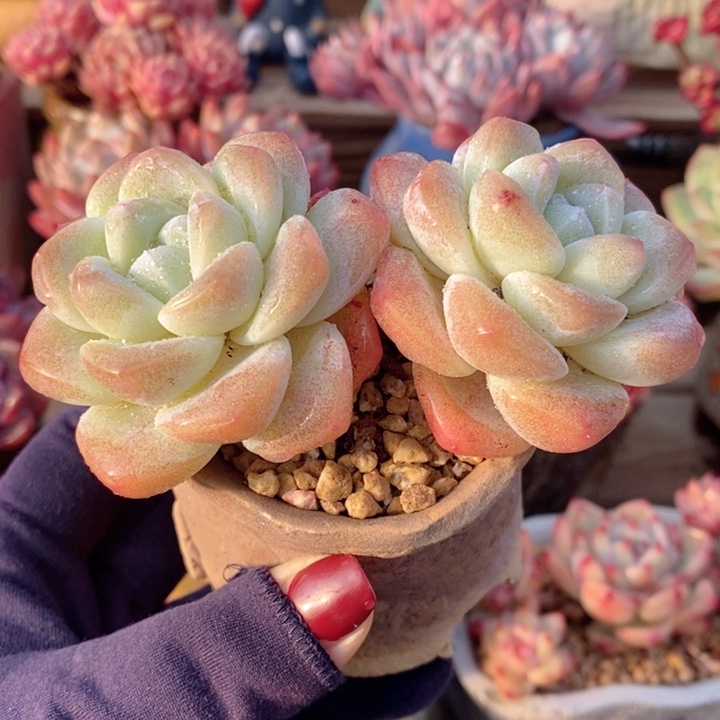 冰玉 h h j p 1122