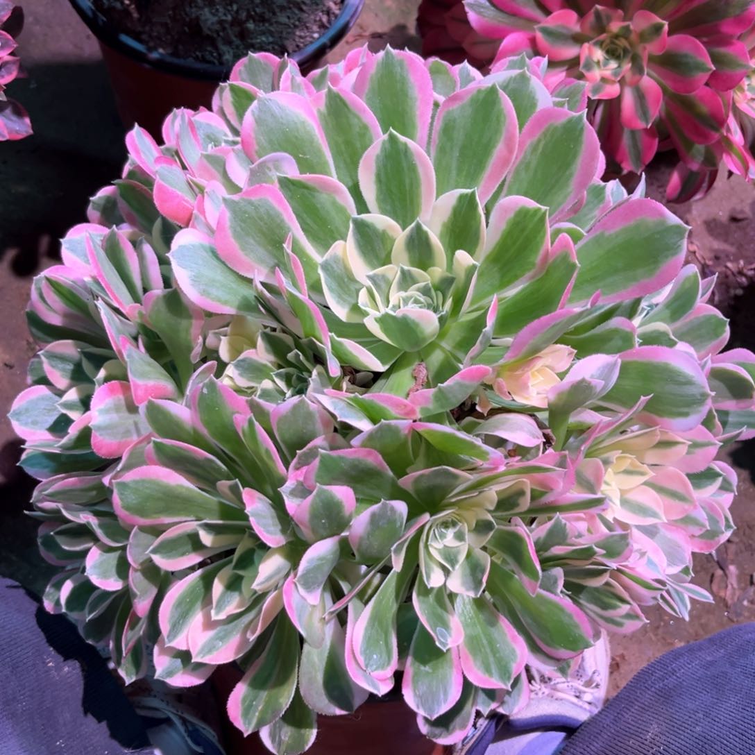 多肉植物白凤892