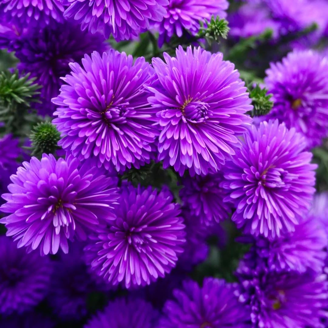 【翠菊】 深紫 盆栽多年生好养庭院阳台开花植物
