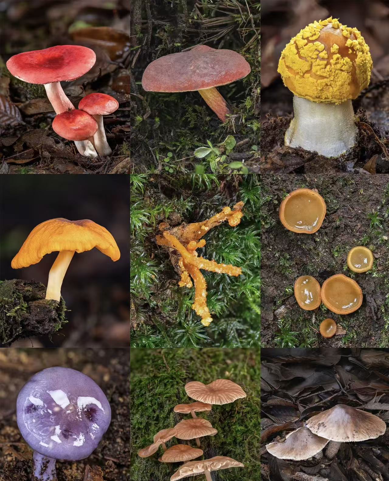 2【土特产牛-1230-H】净含量：10g-200g【阿徐现收】