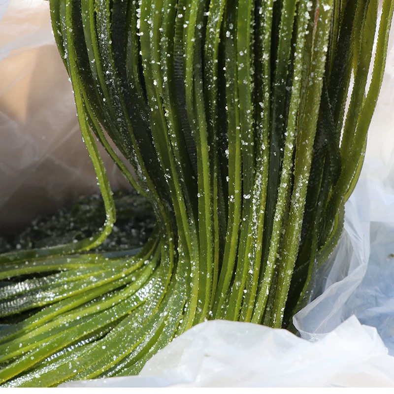 【精品】5斤新鲜盐渍海带丝长丝凉拌火锅麻辣烫的食材（5斤带箱）