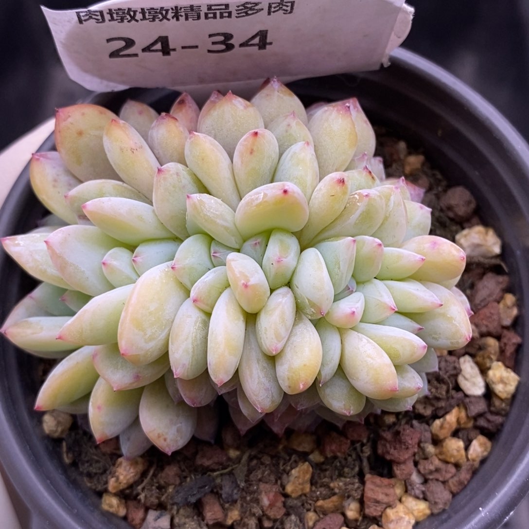 【闪购商品】24-34