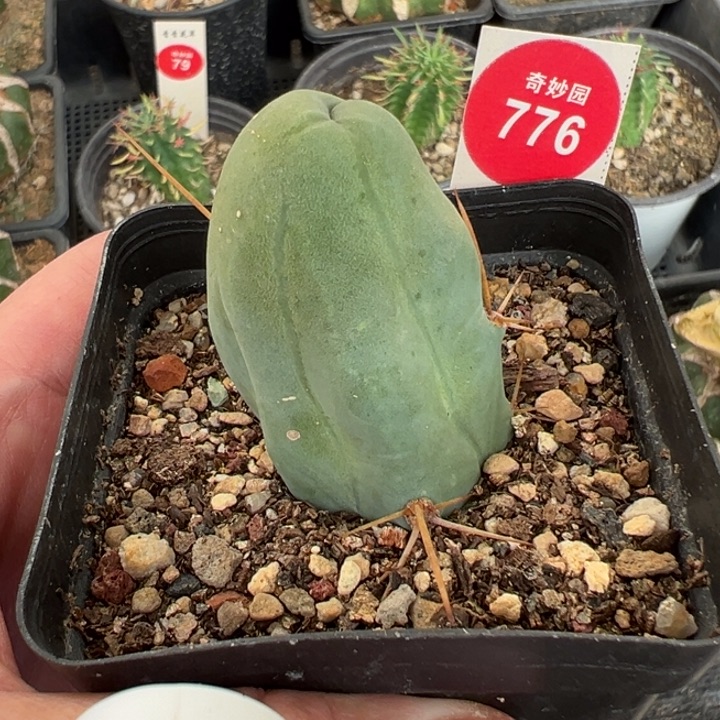 程程柱一棵仙人球