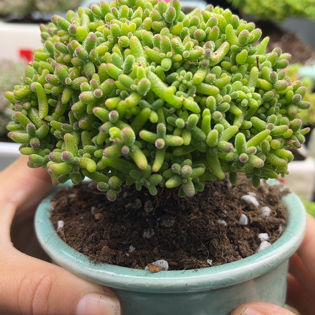 25蜜桔带盆优选枝干番杏