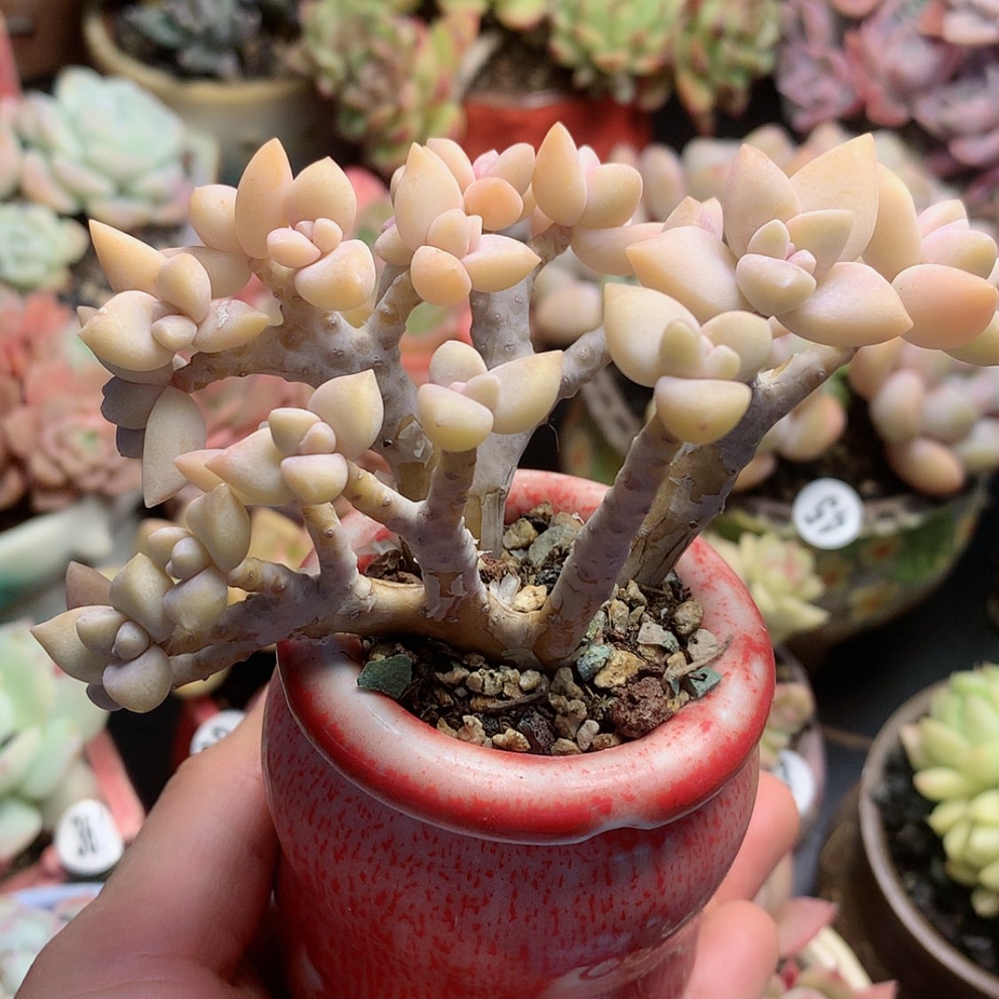 【闪购商品】2****！259带盆