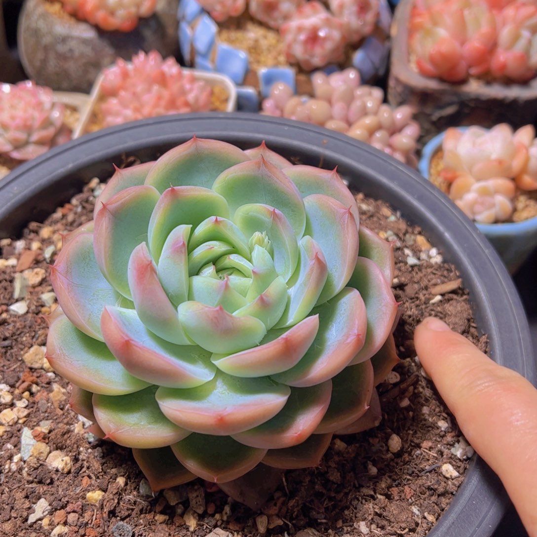 米*子新品，多肉植物