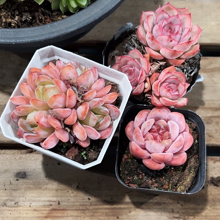 全明星群，单头海棠红，艾格丽亚玫瑰