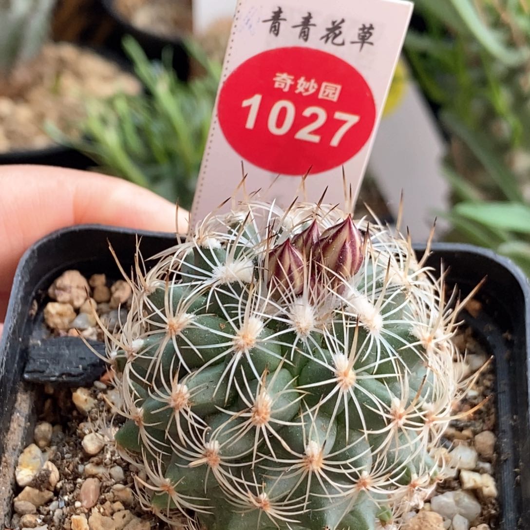 实生内里莎娇丽4.2cm