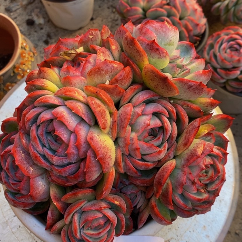 【闪购商品】执**?多肉植物