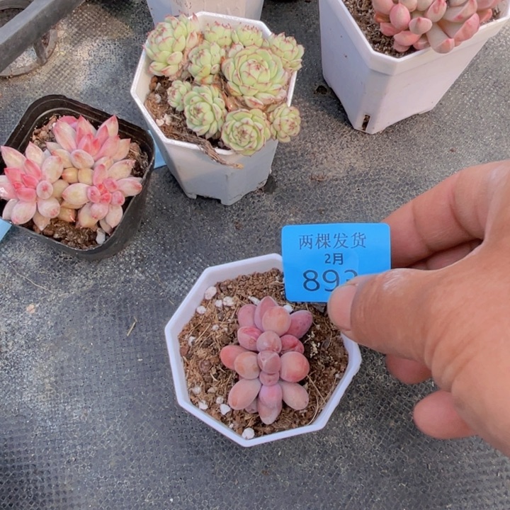 糖果拉丝多肉植物893