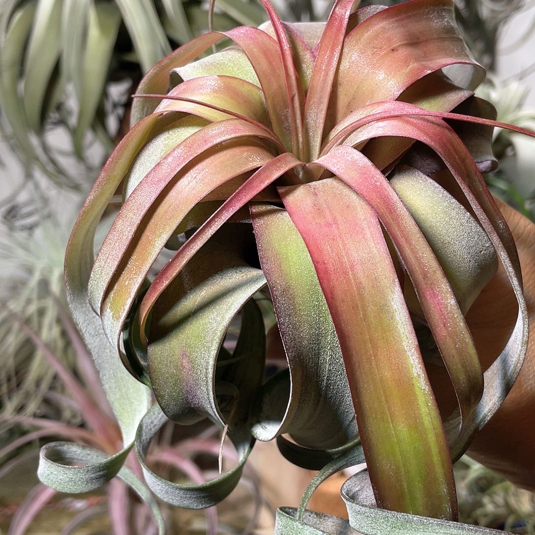 秋***子卡橙卷33号 空气凤梨