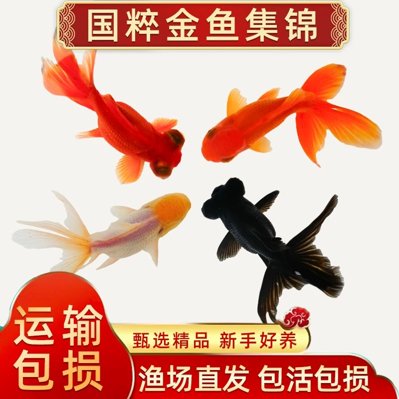 【中大尺寸冷水金鱼】6-8厘米9条丹顶红狮黑红龙睛观赏鱼金鱼包邮