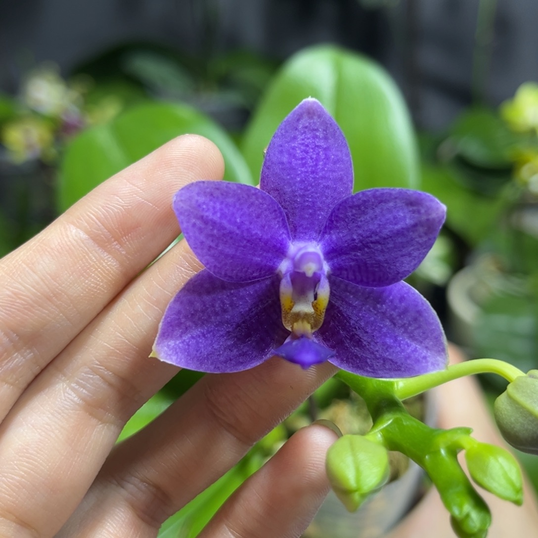 完全开放3.5寸柳林蓝星开花株