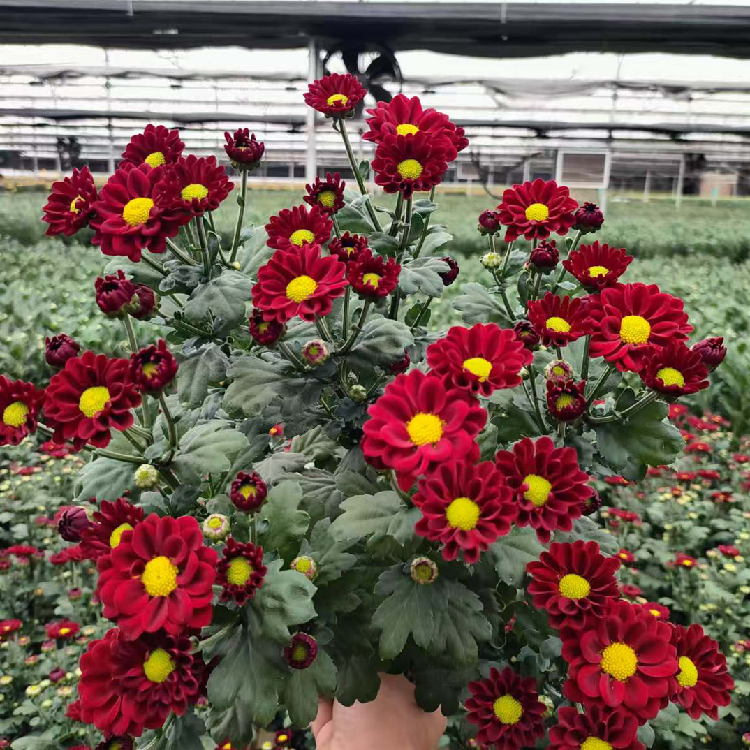 基地直发      红丝绒小菊