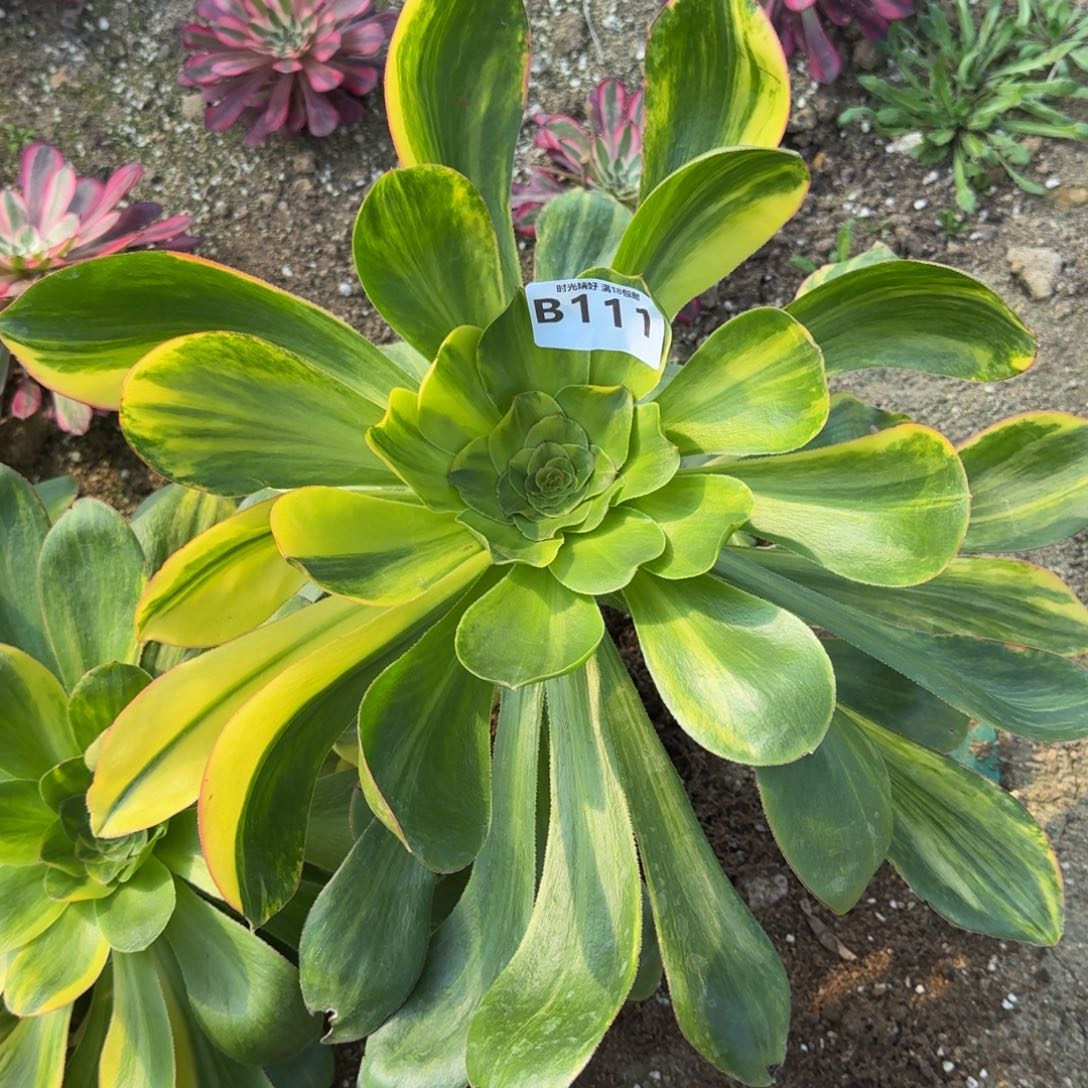 111燕姿七彩多肉植物