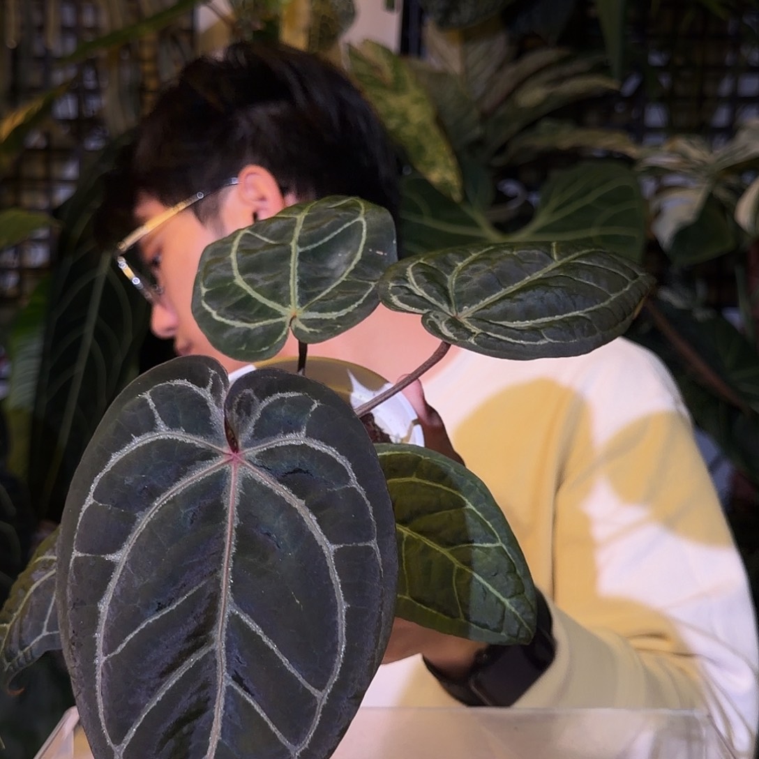 完全开放G175 红水晶杂黑骑士