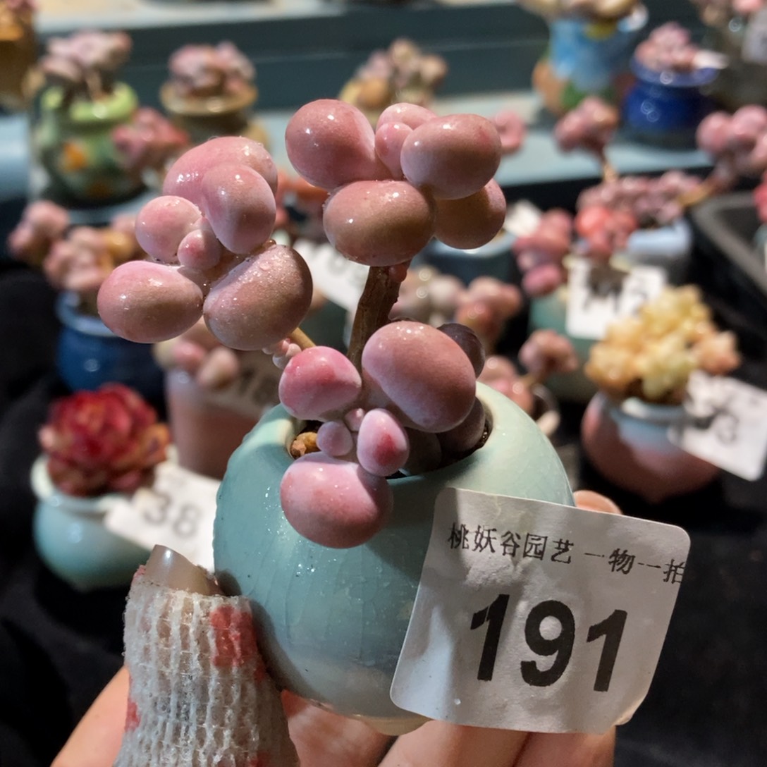 191糖果腰子蛋带盆土