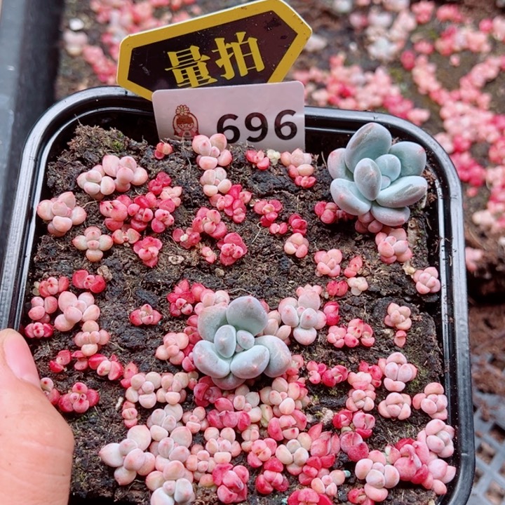 多肉植物多肉植物