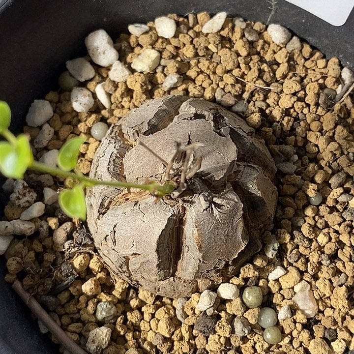 1223-90-龟甲龙。     