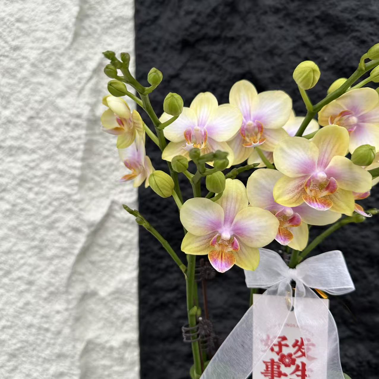 简馨优选【祥云】-花卉组盆摆设客厅摆设种植基地发货2-4