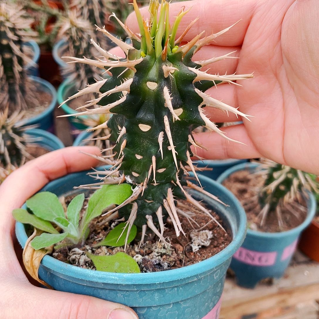 非偏远地区满25包邮仙人球