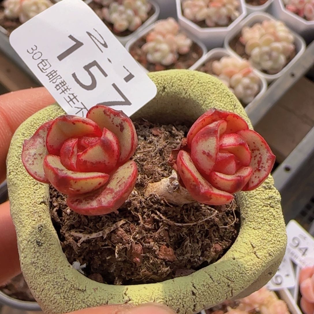 香妃双头老桩一颗