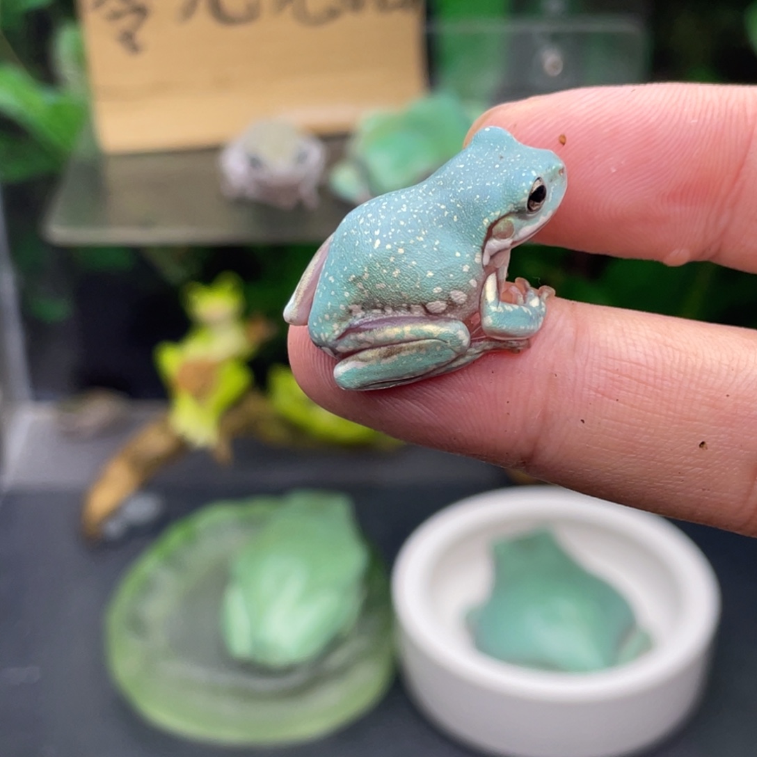 B***i老爷树蛙5号加热包