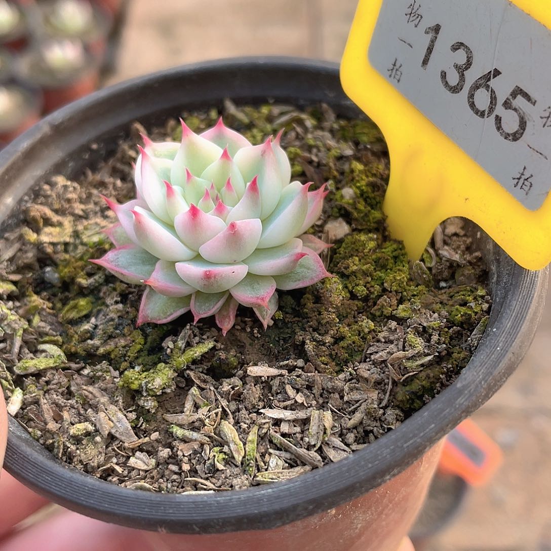 果***了1365号多肉植物组合